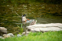 Farrelly_0700